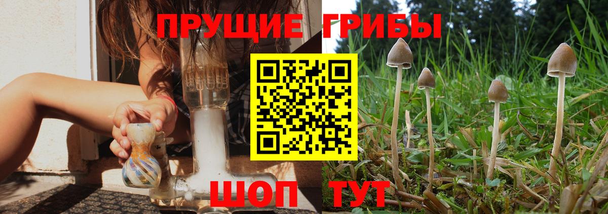 даркнет сайт  Галлюциногенные грибы Psilocybe  Вход с VPN  Кинель 